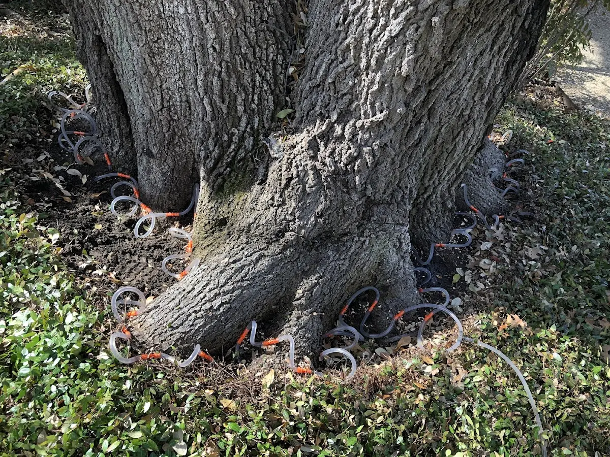 Detailed Tree Cabling and Bracing job site in Roderfield