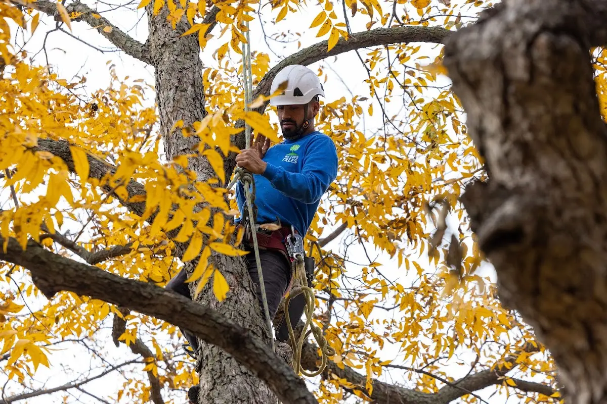 Skilled Storm Damage Cleanup crew working in Roderfield